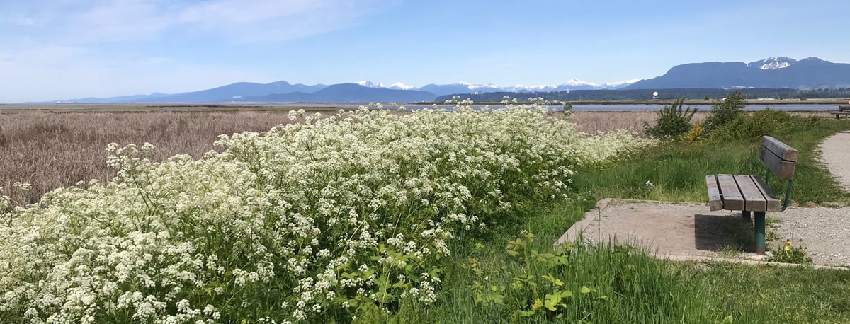 あけみ（Akemi）の地元カナダ・スティーブストン（Steveston）の海辺の白い花と自然