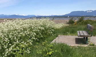 あけみの地元、カナダ・スティーブストン(Steveston Canada)の海辺の自然と白い花々