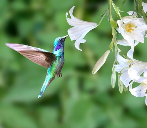 Akemi（あけみ）の地元カナダ・バンクーバー（Vancouver Canada）の公式の鳥、はちどり（hummingbird）