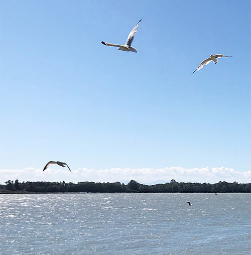 Akemiの地元カナダ・スティーブストン（Steveston）の海辺を飛ぶカモメたち