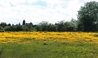 あけみの地元、カナダ・スティーブストン(Steveston Canada)の黄色の花畑と自然